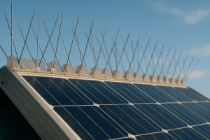 Gros plan d'un panneau solaire avec dispositifs anti-pigeon, ciel bleu en arrière-plan.