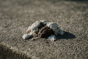 Gros plan de fientes de pigeon sur une surface en béton, textures visibles.