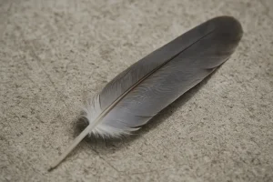 Gros plan d'une plume de pigeon sur du béton, éclairage naturel.