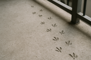 Traces de pas de pigeons sur une surface de balcon en béton, éclairage naturel.