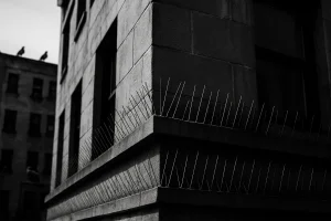 Façade d'un bâtiment urbain avec dispositifs anti-pigeons, pigeons perchés visibles